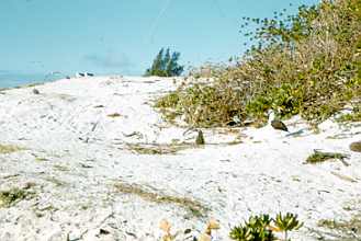 Midway Island Gooney Birds