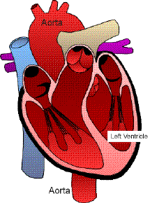 The heart with aorta
