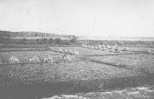 Rice harvest near Sendai in 1945 Carl Myers
